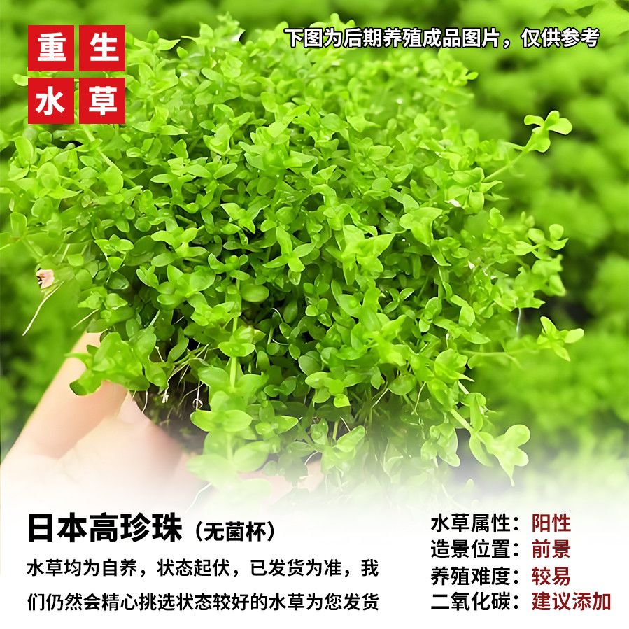 日本珍珠草高珍珠全景草缸阳性水草淡水鱼缸水族生态缸造景高珍珠