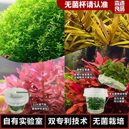 森造良品无菌杯草套餐组合装水下叶鱼缸淡水免洗造景植物小型草
