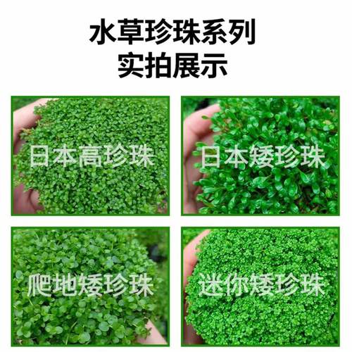 珍珠系列坨草懒人水培净化水质鱼缸造景阴性真草水草植物前景草