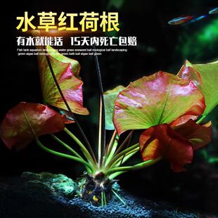 红荷根水草鱼缸造景带芽易养懒人水培会开花的水草增氧阴性淡水草