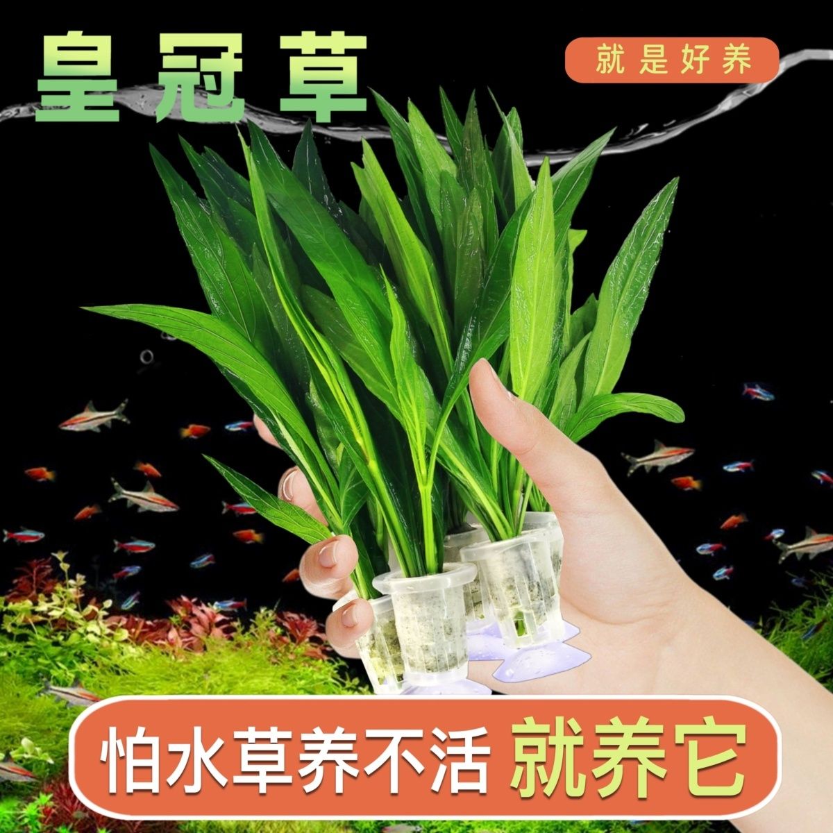 印度竹节草养不死水草植物孔雀鱼虾躲避中后景淡水增化水质
