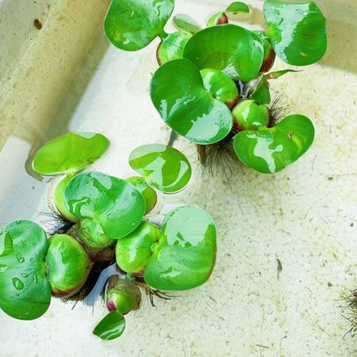 水葫芦鱼缸浮萍可防止减少斗鱼跳缸净化水质水族箱耐寒造景水草