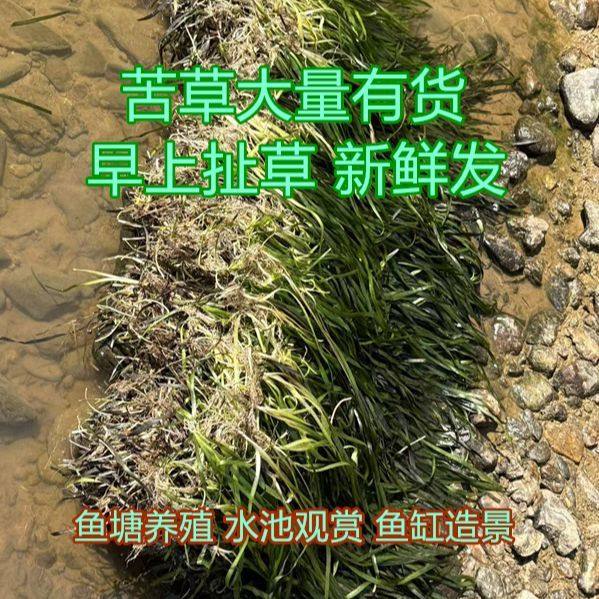 四季常青矮生耐高温耐寒苦草鱼缸水草造景净化水质鱼虾养殖工程