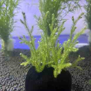 鹿角榕坨草懒人水草植物水草泥耐活耐低温鱼缸生态造景阴性水草