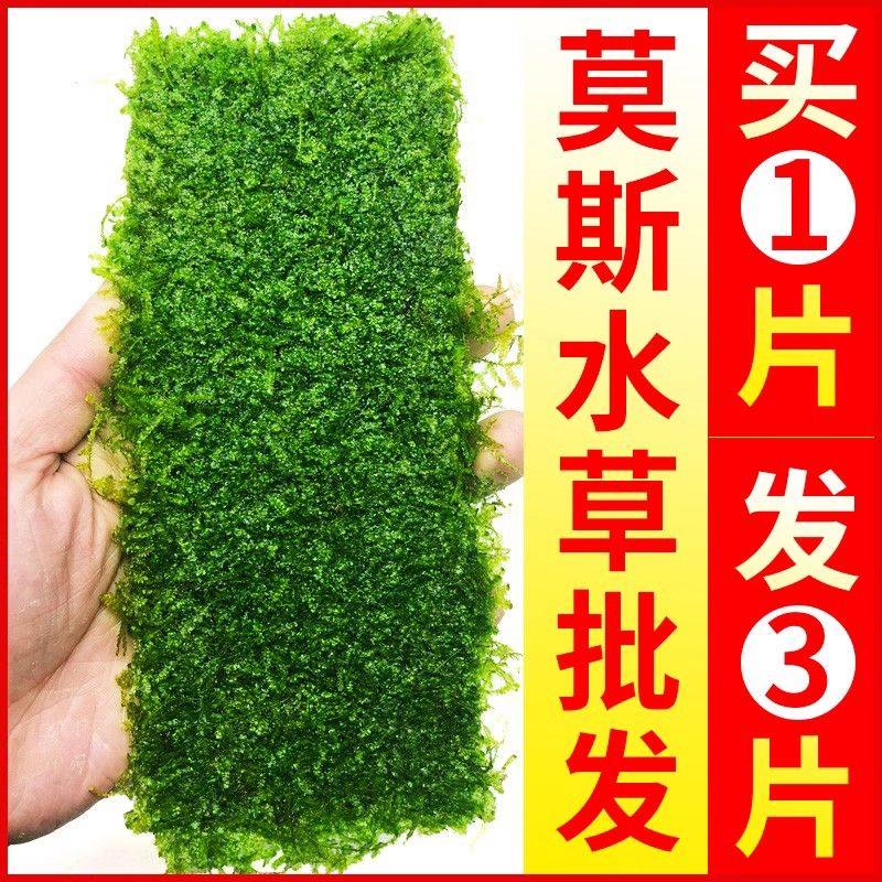 莫斯水草鱼缸造景植物鲜活片前景散装莫丝树球沉木大三角垂泪