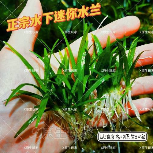 全国包邮迷你水兰大水兰阴性草水族造景中前景水草好活新手鱼缸