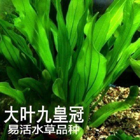 绿菊水草懒人鱼缸造景增化水质新手大九冠好养耐活观赏鱼