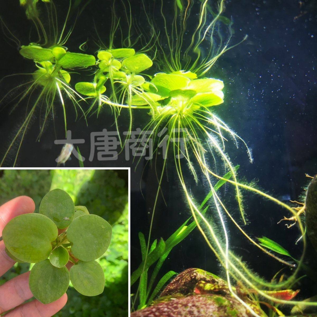 金鱼缸圆心苹果浮萍 可防止减少斗鱼跳缸 净化水质水族箱造景水草