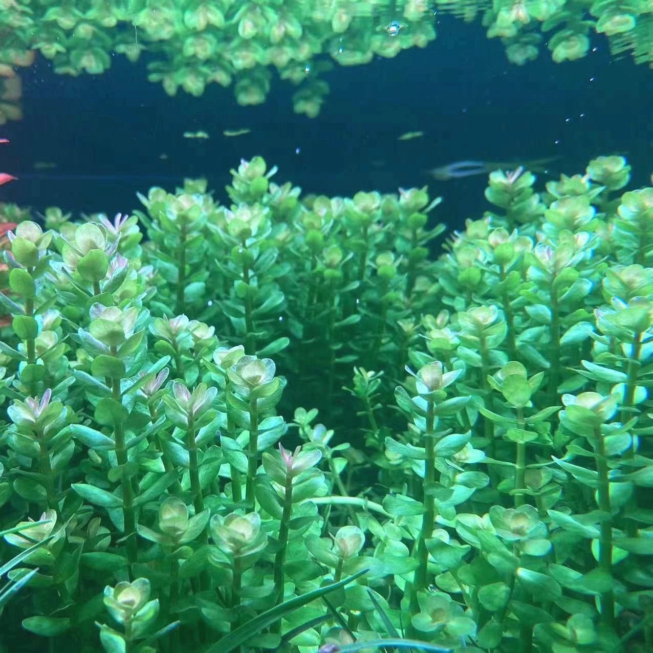 印度小圆叶坨草鱼缸懒人水草植物造景后景净化水质增氧阴性新手