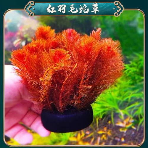 红羽毛坨草懒人水草适合新手无需种植沉底入缸成景鱼缸水草造景