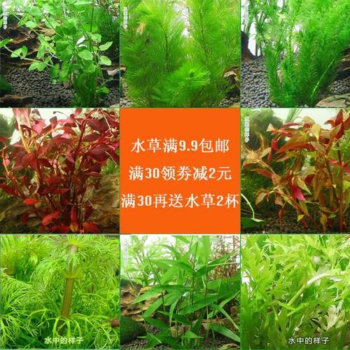 水草活体 淡水 植物鱼缸造景水草蜈蚣草绿菊增氧水草懒人水草活体