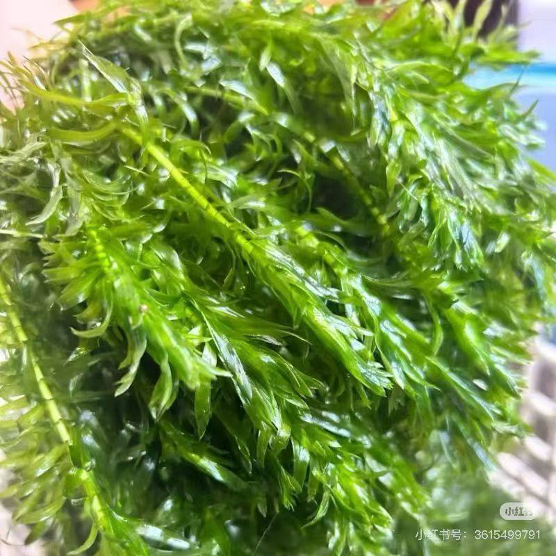 蜈蚣草净水能力好新手植物淡水鱼缸净化造景好养耐活增氧懒人水草