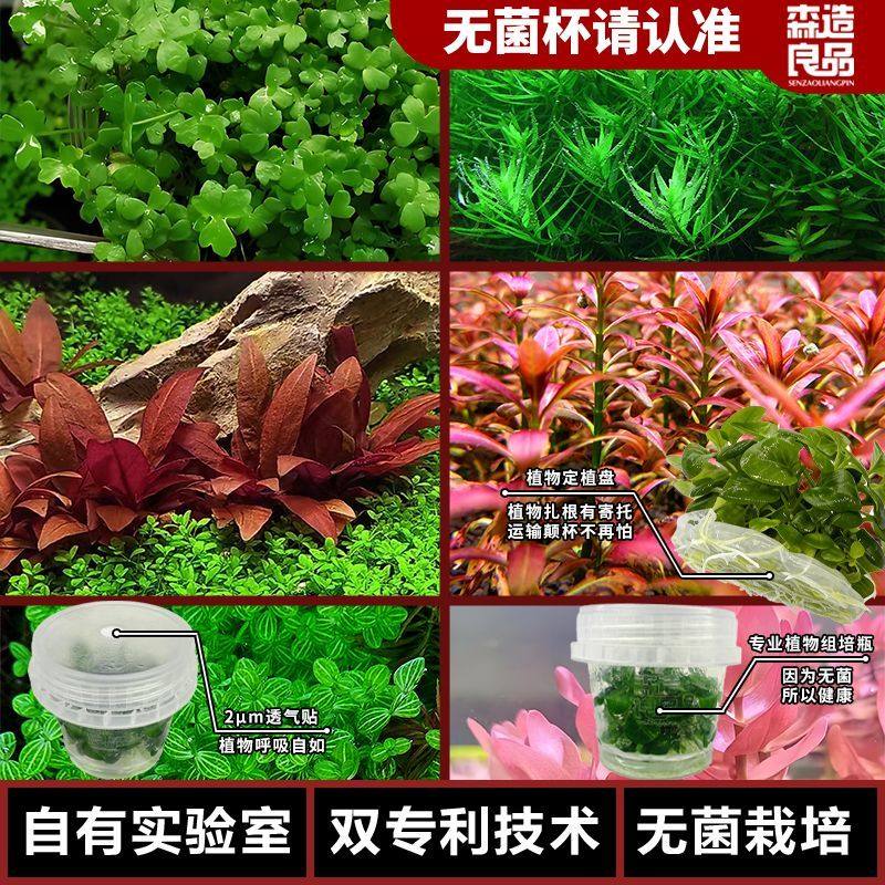 森品无菌杯草套餐组合装水下叶鱼缸淡水免洗造景植物小型草
