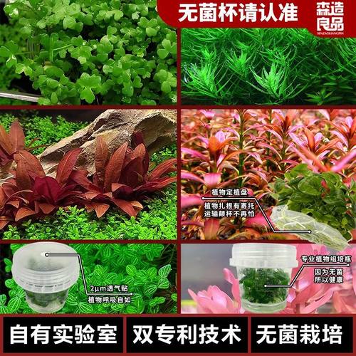 森造良品无菌杯草套餐组合装水下叶鱼缸淡水免洗造景植物小型草