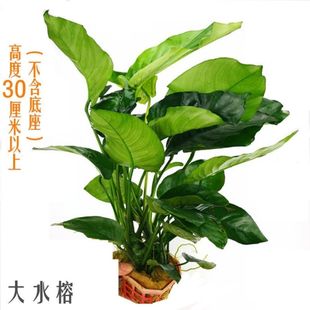 懒人水榕水草黄金榕金钱榕瓦利斯榕鱼缸水族箱造景装饰沉木套餐