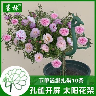 太阳花花架孔雀开屏造型架耐风化塑料重瓣大花马齿苋蟹爪兰吊兰架