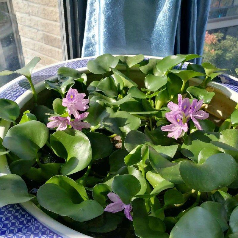 扔到水里就活 净化水源水质水生植物水葫芦苗凤眼莲池塘河里绿化