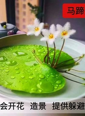 浮萍水草活体鱼缸造景净化水质肚兜萍槐叶萍懒人水草一叶莲圆心萍