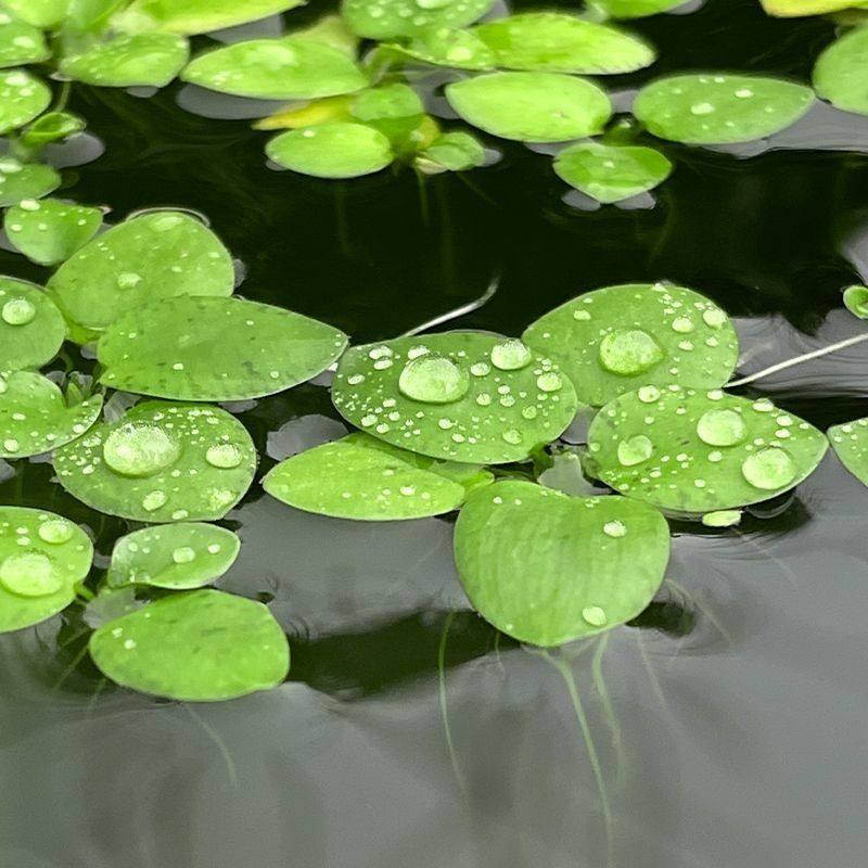 浮萍水草鱼缸植物真草造景净化水质的鱼草生态缸真无土无泥圆心萍