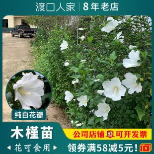 单瓣老品种木槿花树苗白花可食用四季开花绿植室外植物易活小槿苗
