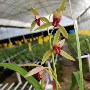 【冯达锋国兰】样品兰花苗建兰：贵妃醉酒