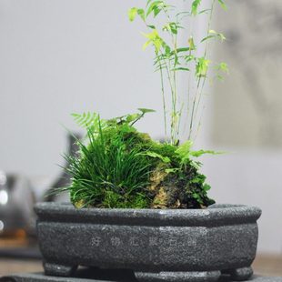 青石花盆佛肚竹簕竹内门竹子专用盆复古石槽枫树造景盆菖蒲石头盆