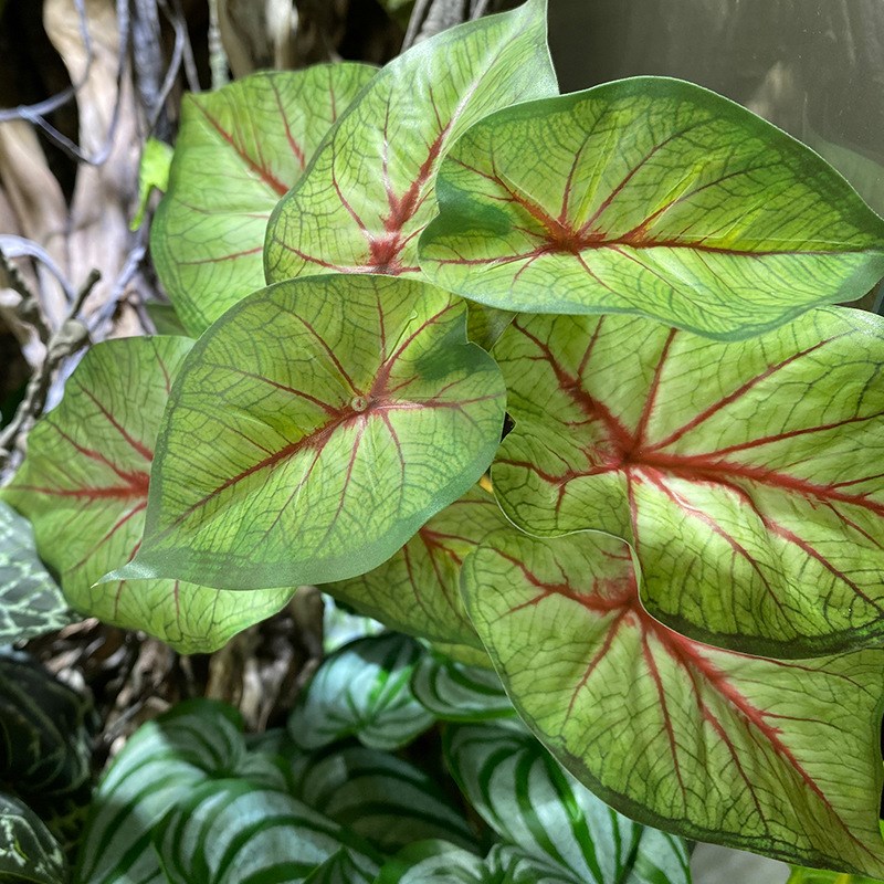爬宠箱造景植物鱼缸造景装饰鬃狮蜥乌龟雨林蛙仿真绿植摆件