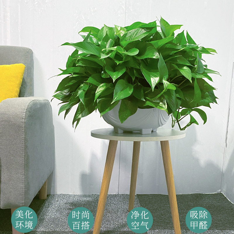 长藤绿萝盆栽室内植物吸除甲醛大盆绿箩垂吊大型花卉客厅绿植好养