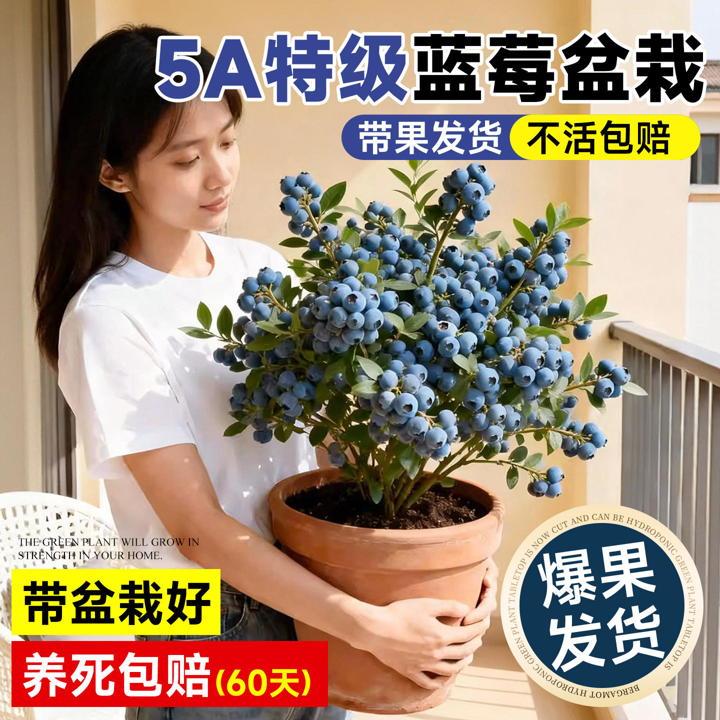 正宗蓝莓苗南北方种植特大号耐寒阳台L25奥尼尔F6蓝莓树果苗盆栽,鲜花速递/花卉仿真/绿植园艺,行道树/乔木,淘宝优惠券,粉丝福利购,淘宝优惠卷