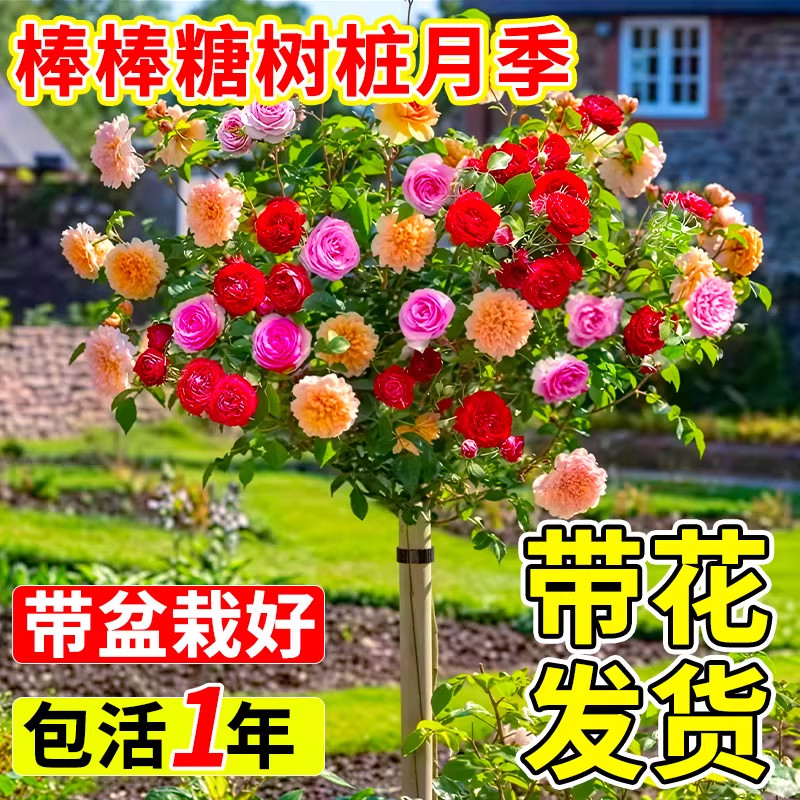 棒棒糖树桩月季花苗树四季月季室外庭院植物盆栽玫瑰花树苗,鲜花速递/花卉仿真/绿植园艺,月季/蔷薇/玫瑰,淘宝优惠券,粉丝福利购,淘宝优惠卷