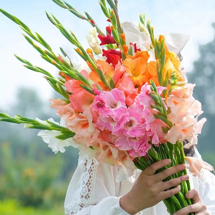 10球装剑兰唐菖蒲种球盆栽室内多年生庭院花卉植物易活耐热花期长