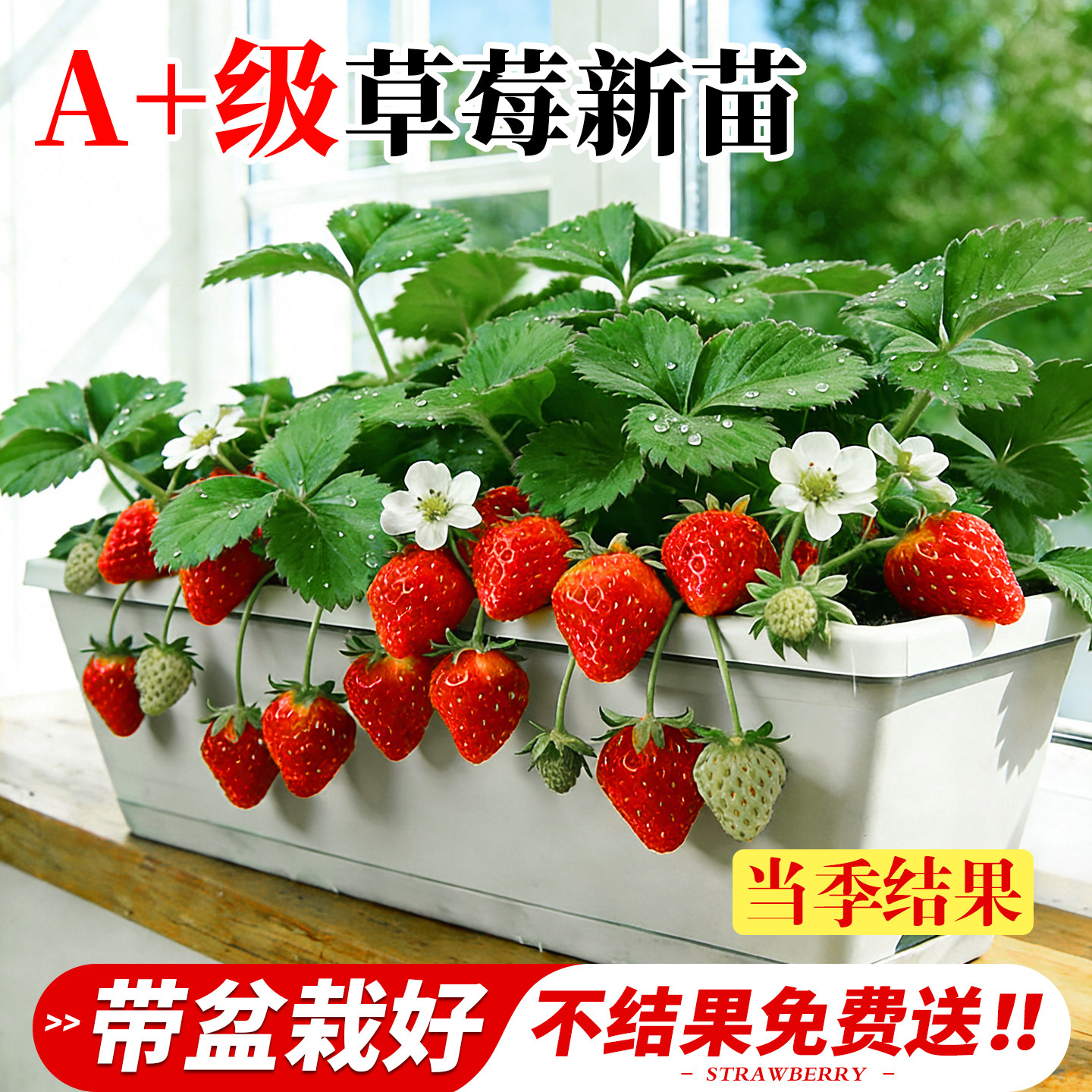 草莓苗秧盆栽大号果苗