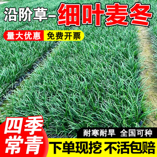 包活矮麦冬草苗日本玉龙草耐寒耐旱别墅庭院小区园林绿化植物带土