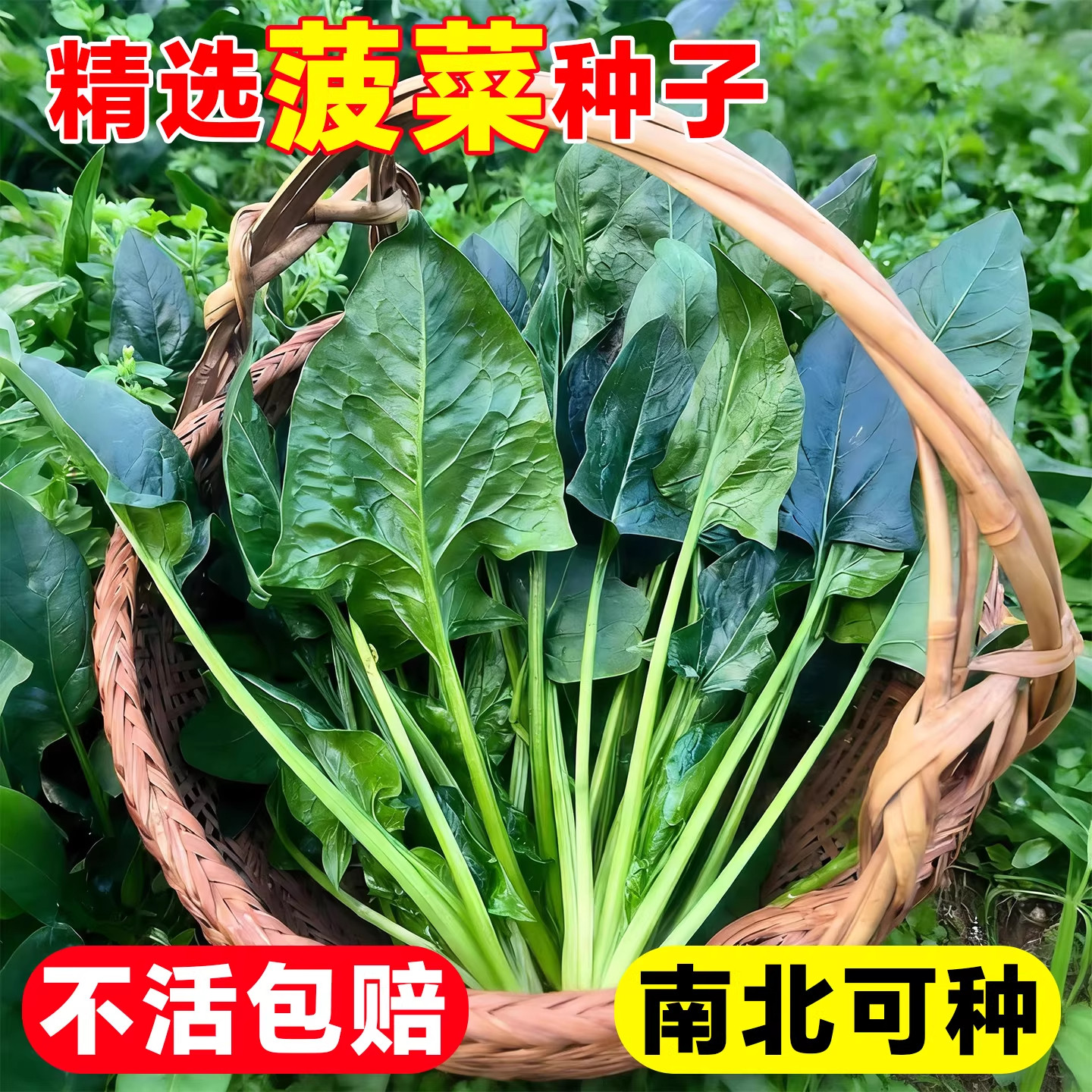 大叶菠菜种子四季蔬菜冬季籽种冬天种籽耐寒菜种盆栽波菜孑菜籽子,鲜花速递/花卉仿真/绿植园艺,家庭园艺种子,淘宝优惠券,粉丝福利购,淘宝优惠卷