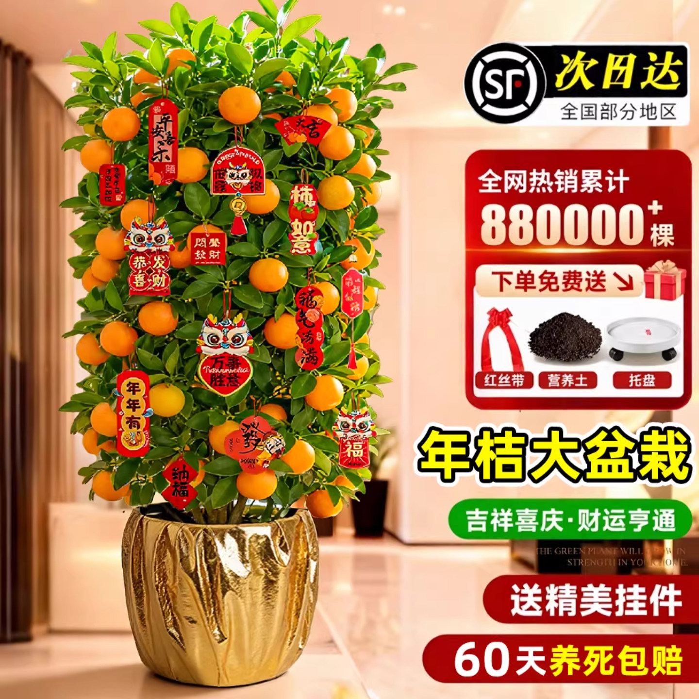 金桔树盆栽客厅室内大型植物年桔绿植旺宅树好养可食用橘子四季桔,鲜花速递/花卉仿真/绿植园艺,大型绿植/成品组合盆栽,淘宝优惠券,粉丝福利购,淘宝优惠卷