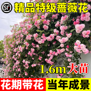 蔷薇花苗藤本月季花树大苗庭院爬藤植物阳台花卉爬墙玫瑰耐寒盆栽