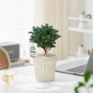 蓝松绿植办公室桌面圣诞树蓝湖柏蓝色波尔瓦花镜植物 放青松