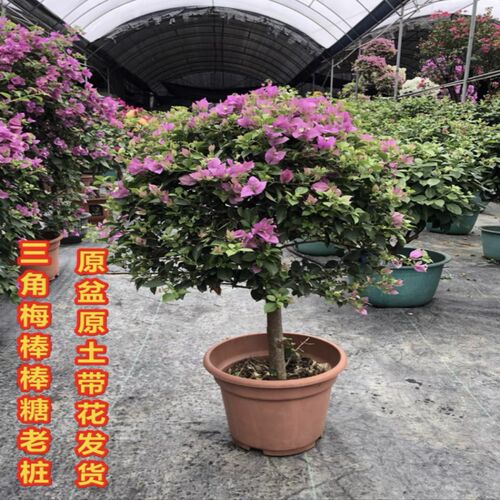 苗角梅盆栽带花三货棒棒糖矮桩造型老桩树发四季开花爬藤植物别墅