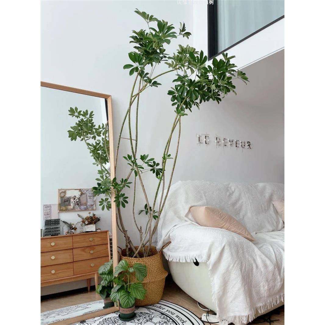 仿真鸭脚木盆景落地假树盆栽室内装饰摆件创意装修农家乐办公室,自行车/骑行装备/零配件,更多零件/配件,淘宝优惠券,粉丝福利购,淘宝优惠卷