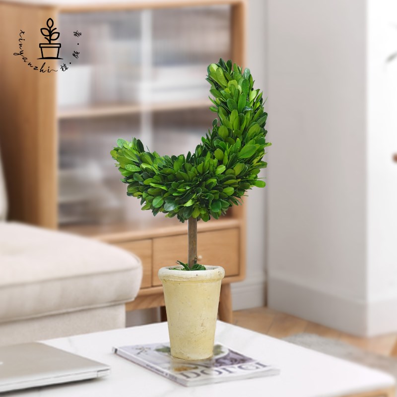 馨颜植创意手工桌面摆件家居装饰品客厅室内绿植圣诞Y节月亮树礼