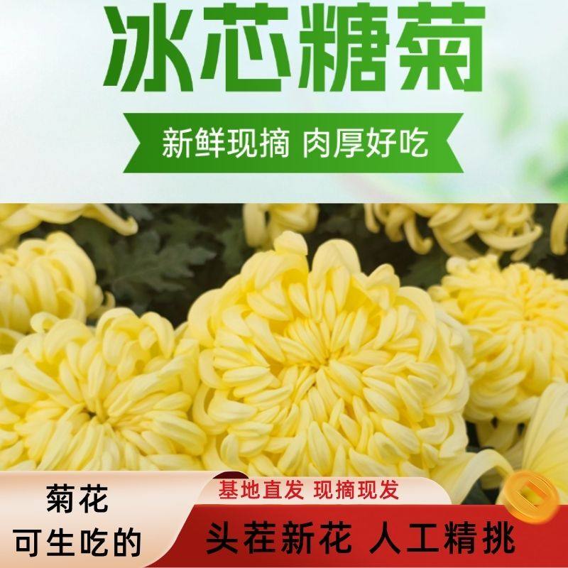 新鲜可食用菊花冰芯糖菊糖芯甜菊花蔬菜生吃凉拌沙拉酒店食材小榄,水产肉类/新鲜蔬果/熟食,其它,淘宝优惠券,粉丝福利购,淘宝优惠卷