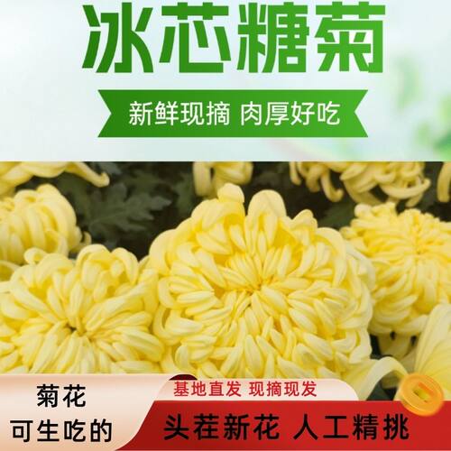 新品特惠新鲜食用菊花