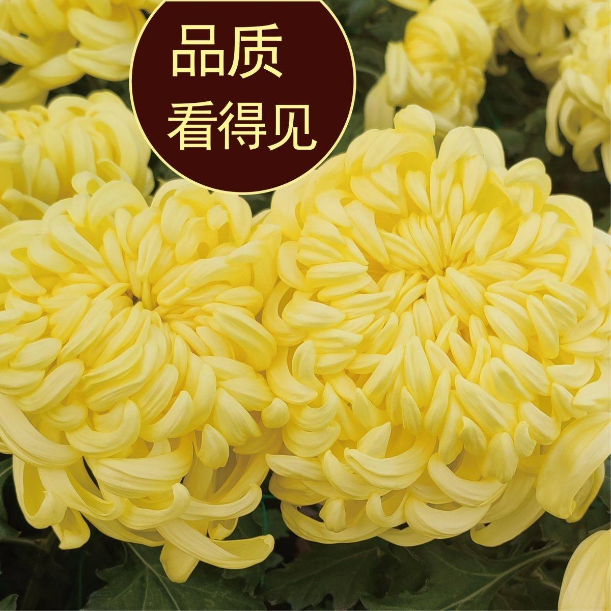 冰糖菊糖心菊食用菊甜菊酒店特色食材沙拉刺身批发团购坏了包赔