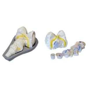 脑干横切面模型 型号:YJ/SJ1220,人体神经系统模型