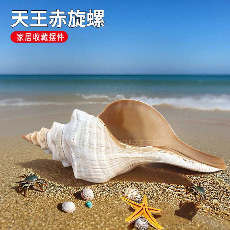 超大海螺贝壳天王赤旋螺公螺号角收藏礼品摆件装饰可吹响螺号拍照