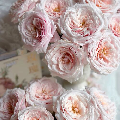 A级玫瑰鲜花小粉兔单头玫瑰鲜花插花梦金鹏玫瑰花鲜花玫瑰鲜花束