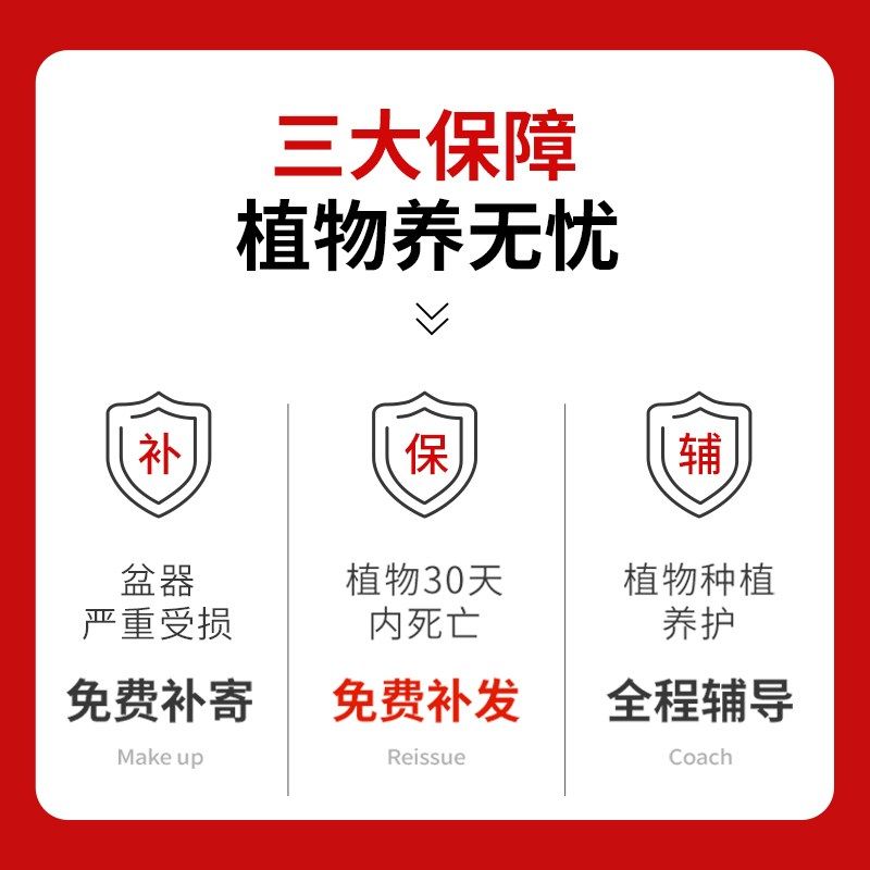 沙漠玫瑰多肉植物组合盆栽绿植花卉冷门稀有老桩重瓣带花苞天宝花