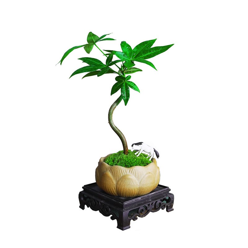 发财树盆栽室内绿植中式小盆景办公室茶室书房桌面造型植物摆件