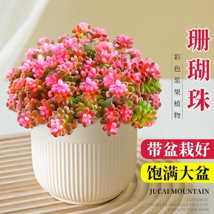 多肉组合小盆栽珊瑚珠植物带盆栽好罕见精品室内桌面绿植四季好养