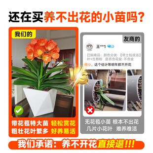 君子兰盆栽带花苞名贵兰花苗客厅精品国宝级高端花卉绿植物好养活